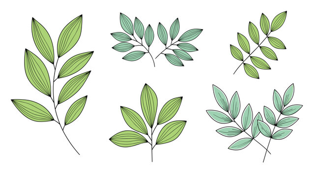 Set of five detailed green leaf cluster illustrations with fine line work, ideal for botanical and nature-themed designs.