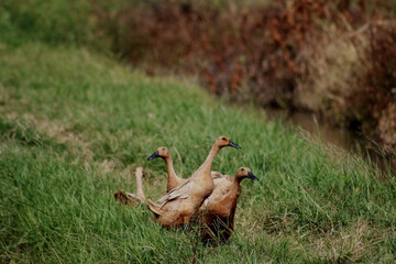 Fototapeta premium Flock of Domestic Ducks Grazing in Green Rural Field