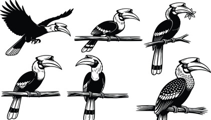 Set of Great Hornbill Bird Vector Illustrations in Black and White Engraving Style featuring Flying and Perched Tropical Exotic Wildlife for Nature Design © Mst