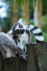 Obraz premium Lemur Sitting and Scratching Its Head in the Australia Zoo