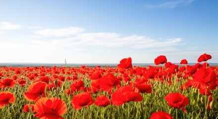 Fototapeta premium A vibrant field of red poppies under a clear blue sky with scattered clouds.