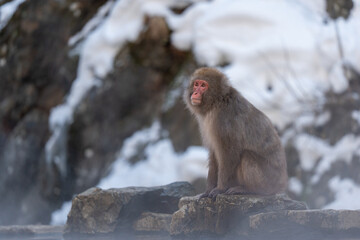 Obraz premium Monkey bathing in snow monkey park Japan Nagano