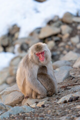 Monkey bathing in snow monkey park Japan Nagano