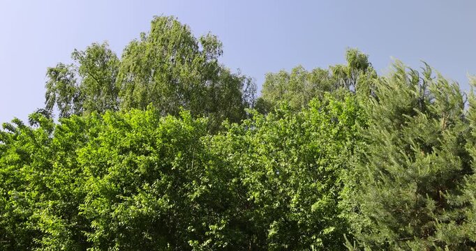 landscape with green foliage of different types of deciduous trees against a blue sky , green foliage of an oak tree growing in a field in the summer season
