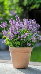 Potted Lavender Plant with Purple Flowers in a Terracotta Pot Outdoors.