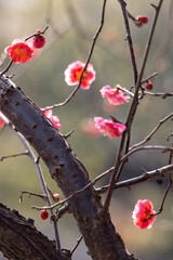 Red plum blossoms bloom, brimming with the spirit of spring.
