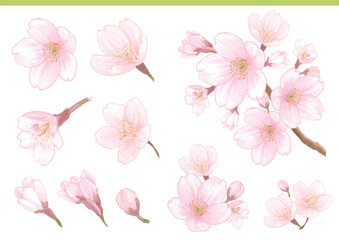 Obraz premium Hand Painted Sakura Illustration Elements Set – Watercolor Vector