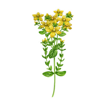 St. John's wort plant watercolor illustration. Hand drawn hypericum perforatum medicinal herb vintage style realistic illustration on white background. St Johns wort herbal treatment ingredient