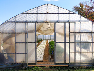 グリーンハウスでの栽培