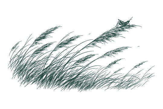 Vintage hand drawn engraving of a grasshopper perched on a tall blade of grass swaying in the wind, macro nature vector illustration.