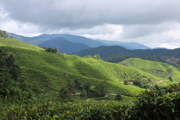 Tropical Tea Plantation under Cloudy Sky