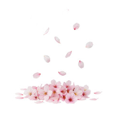Pink cherry blossom petals falling on a dark background