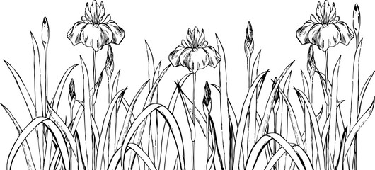ペンで描いた菖蒲の花園のイラスト
