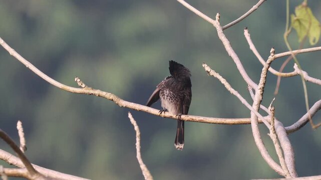 Red vented bulbul bird perched on tree branch in 4K video.