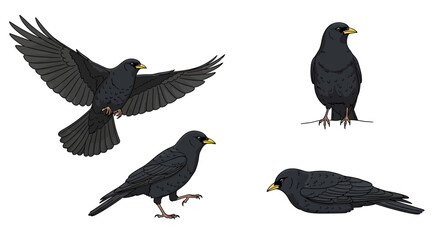 Fototapeta premium Blackbirds in various poses and actions, flying, standing, walking, and resting on a clean white background