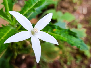 Obraz premium Kitolod Flower Close Up, Hippobroma Longiflora White Bloom with Green Leaves, Tropical Medicinal Plant, Natural Botanical Garden Background