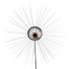 Obraz premium Abstract dandelion seed head with radiating lines