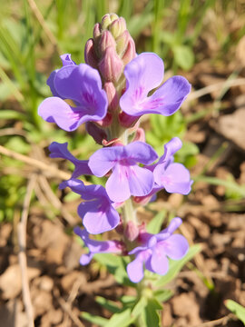Anchusa officinalis. Lengua de buey.