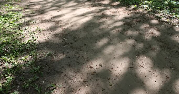 path in the park with green grass along the roadsides and shadows from foliage from trees, a large number of shadows on the path from trees in sunny spring warm weather
