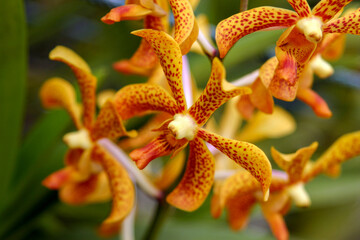 Yellow and orange spotted orchid blooms with curled petals, vibrant exotic flower macro.