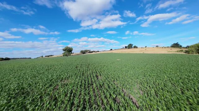Cinematic low angle drone ascent over young maize field in Tandil. 4K aerial flyover of green corn rows on a hillside
