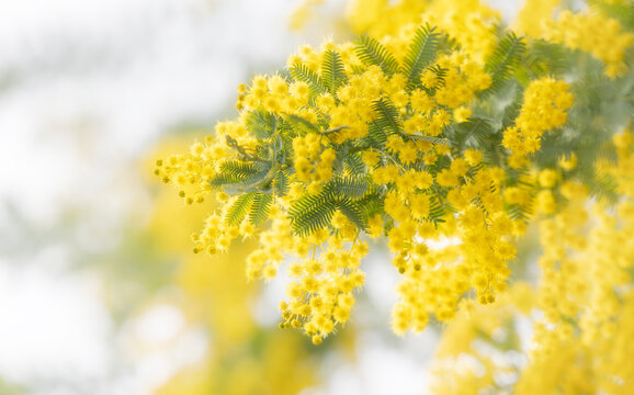 Flowers of mimosa scabrella in the sun