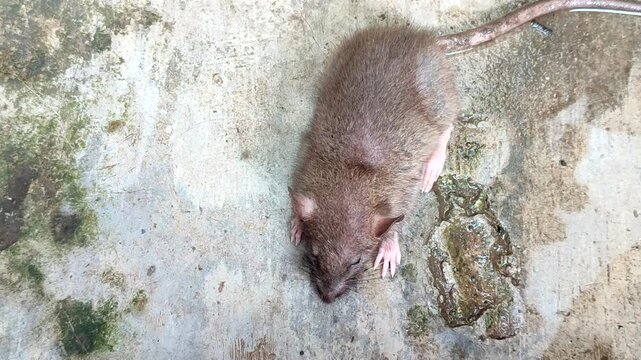 Rats poisoned on a wet concrete floor show signs of weakness and difficulty moving. The concept of rodents as pests in residential areas.