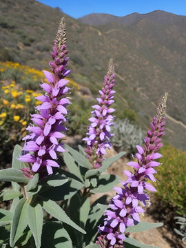 Pink flowering determinate cymose head inflorescences of Salvia Spathacea, Lamiaceae, native perennial monoclinous semideciduous herb in the Santa Monica Mountains, Transverse Ranges, Winter.