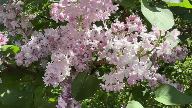 Spring lilac flowers pink and white blooming syringa bush.