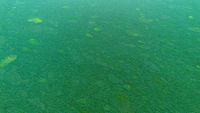 Abstract Green Textured Background