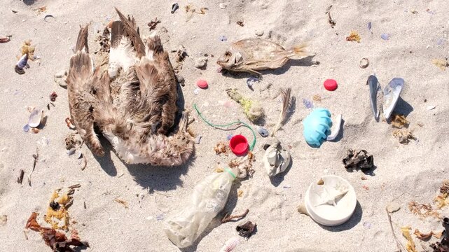 Plastic pollution and human trash next to dead seagull and fish remains on beach
