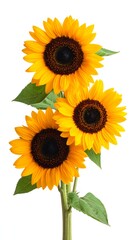 Obraz premium Vertical display of three vibrant sunflowers with green leaves