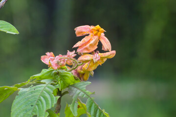 Mussaenda flag bush flower with orange pink blooms on garden vine