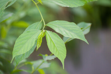 Naklejka premium Fresh green leaves on a branch in vibrant natural setting