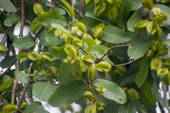 Terminalia arjuna arjun tree growing near natural habitat