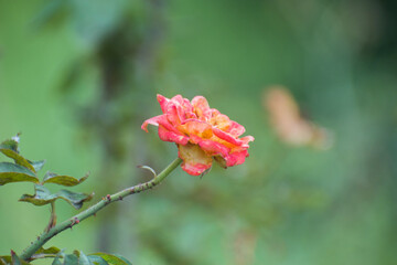 Rosa pink rose flower blooming in natural garden