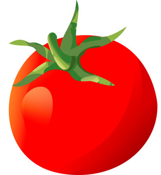 tomato on a white background