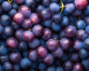 Fototapeta premium Vibrant close-up of plump, ripe, blue and red grapes