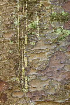 The trunk of a New Zealand kauri tree, showing the scaly bark and gum dripping from a cut