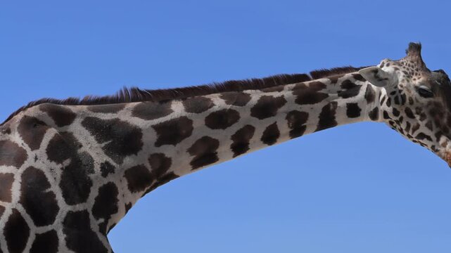 close-up of a giraffe's head sticking out its tongue.