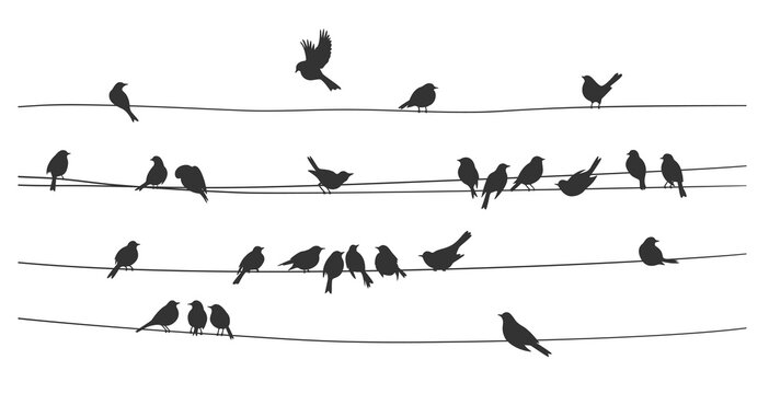 sparrow and bullfinch birds flock on power wires