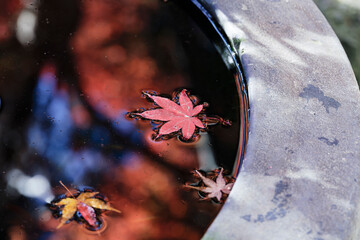 暗い水面に浮かび輝く紅葉