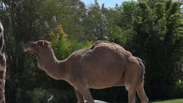 dromedary accompanied by a giraffe in its habitat