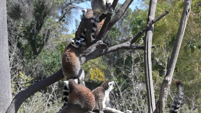 group of lemurs living together on a tree branch.