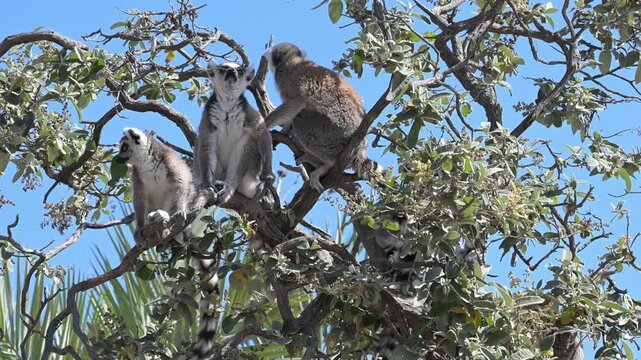 lemurs at the top of a tree