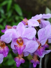 Obraz premium Detailed macro of beautiful purple orchids blooming with fresh water droplets on petals, natural garden background.