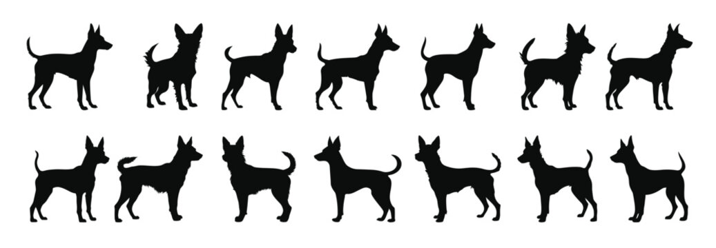  portuguese podengo dog silhouettes vector set dogs breed