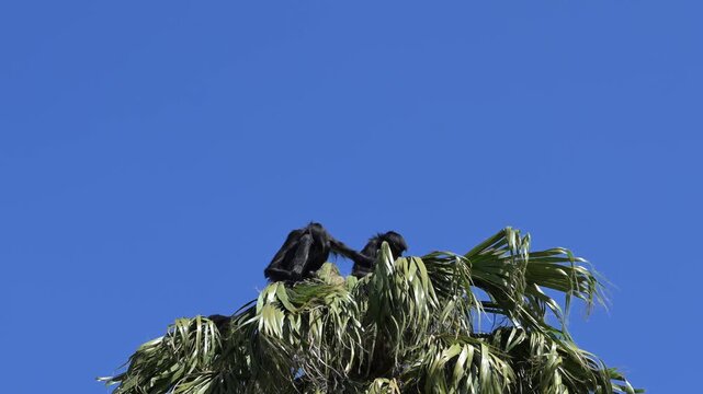  pair of spider (Ateles) monkeys in the top of a tree.
