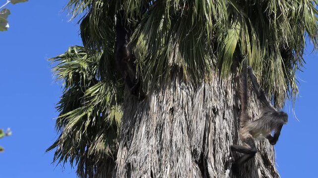 spider monkeys hanging from the branches of a tree with their hands and tails.