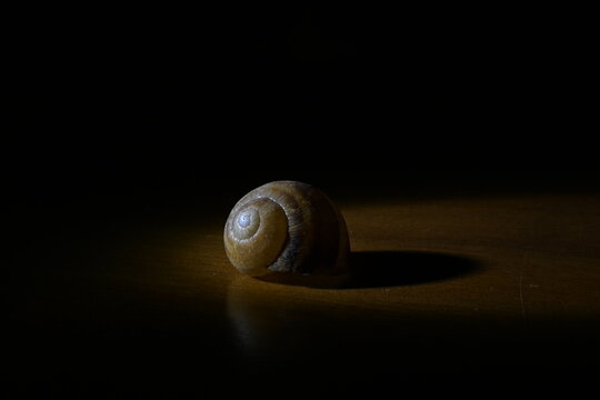 snail on a black background